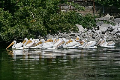 7.American White Pelicans moving on