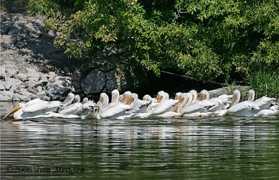 4.American White Pelicans turning away to trap fish