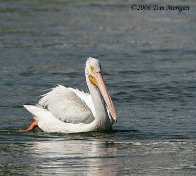 American White Pelican