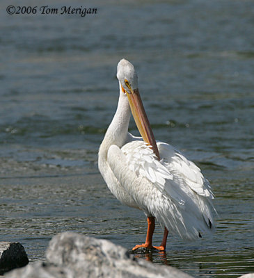 American White Pelican preening