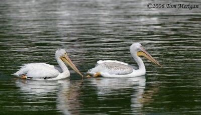 American White Pelicans