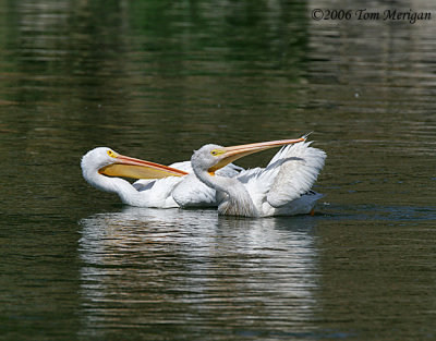 American White Pelicans laying back