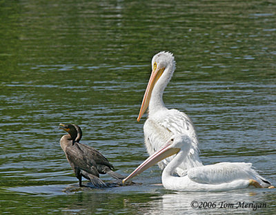 American White Pelican pair and a Double-crested Cormorant pair