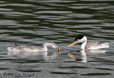 Clark's Grebes ,parent feeding baby