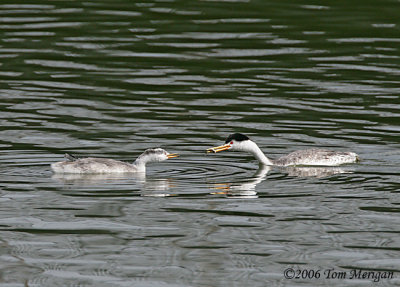 Clarks Grebe parent bringing food to baby
