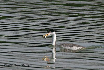 Clark's Grebe bringing food