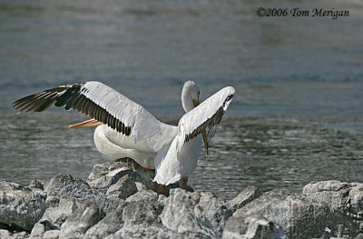 American White Pelican spreads his wings