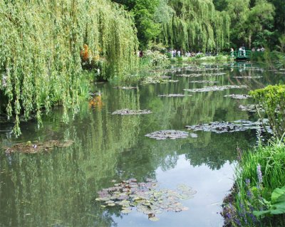 Lily pond