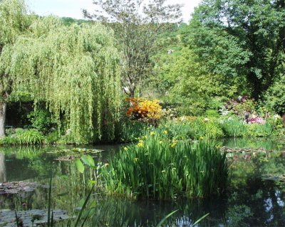 Lily pond