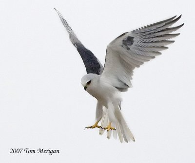 White-tailed Kite