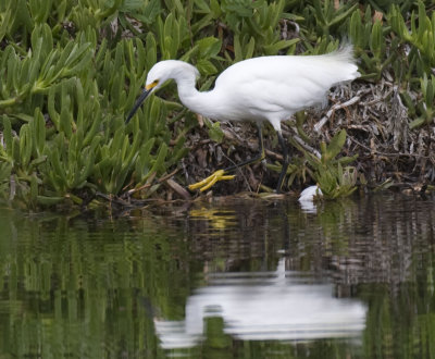 Snowy Egret with golden foot