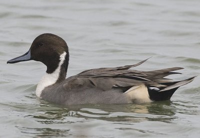 Northern Pintail