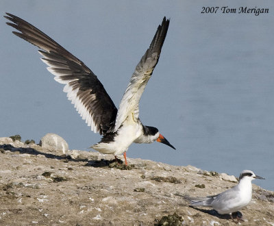 Black Skimmer with wings up with Forster's tern