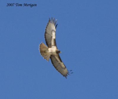 Red-tailed Hawk from below
