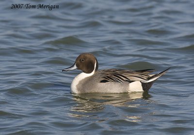 Northern Pintail,male