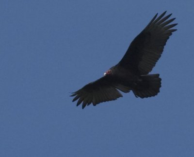 Turkey Vulture