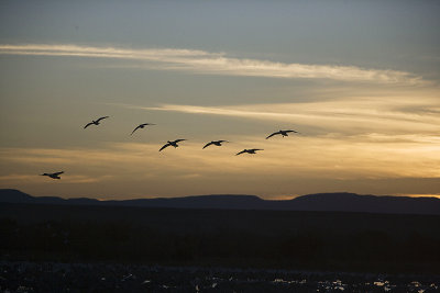 Geese fly in at dawn