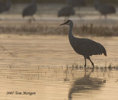 Sandhill crane walks at dawn