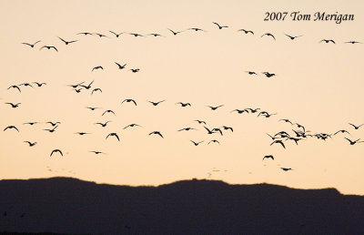 Geese in the air at dawn