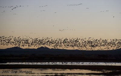 Geese Blastoff at dawn