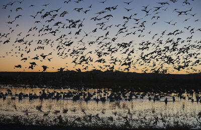 Geese Blastoff at dawn
