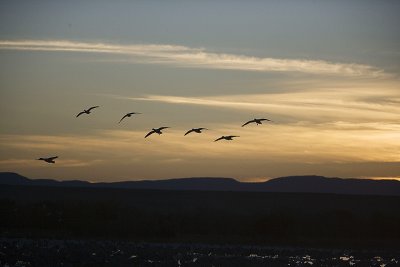 Geese fly in at dawn