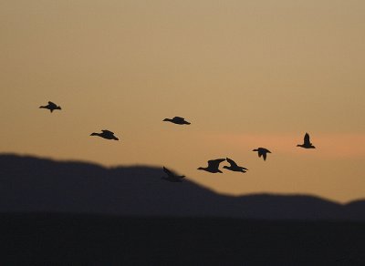 Geese at dawn in flight