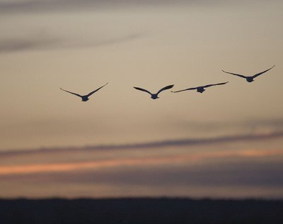 Geese at dawn