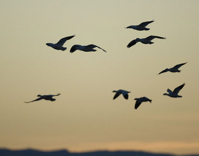 Geese at dawn