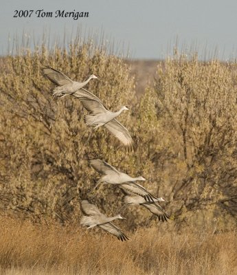 Sandhill cranes take AM flight