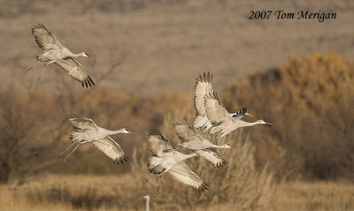 Sandhill cranes in AM flight