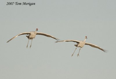 Sandhill cranes coming in for a landing
