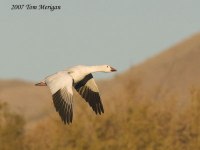 Snow goose in flight