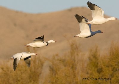 Snow geese in flight