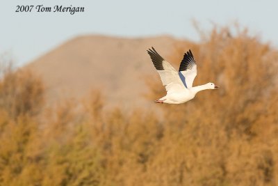 Snow goose in flight