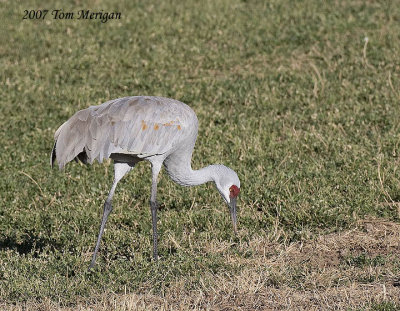 Sandhill crane eating grass