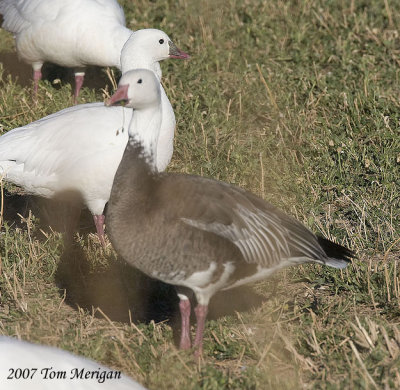 Blue Morph Snow goose