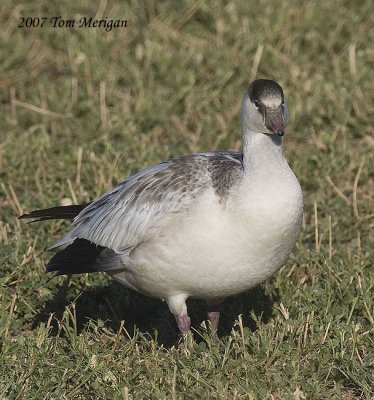 Ross's goose.juvenile