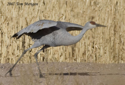 2.Sandhill crane moves to fly