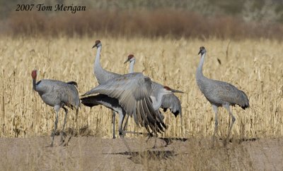3,Sandhill cranes passes his friends