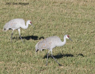 Sandhill cranes together on the grass