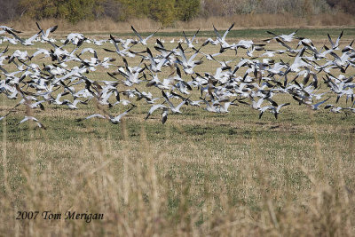 2.Geese in blastoff