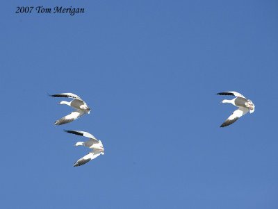 Snow geese slowing down