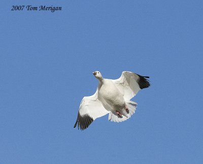 Fat Snow goose