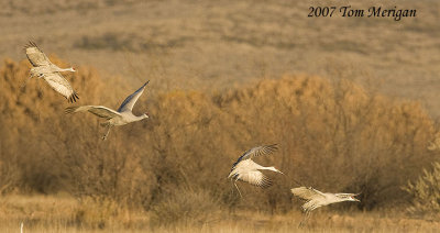 Sandhill cranes return