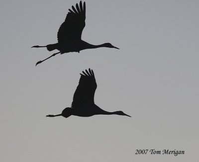 Sandhill cranes return