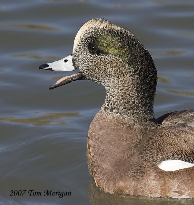 American Widgeon,male