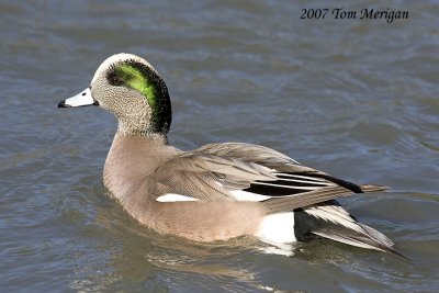 American Widgeon,male