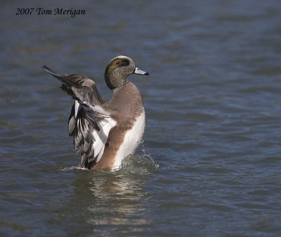 American Widgeon,male