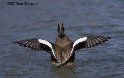 American Widgeon.male